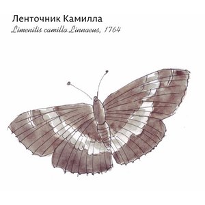 Ленточница Камилла