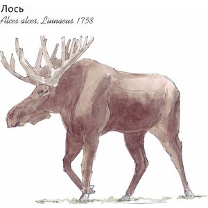 Лось