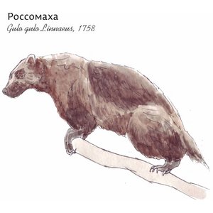 Росомаха