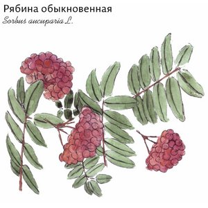 Рябина обыкновенная