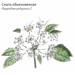 Сныть обыкновенная