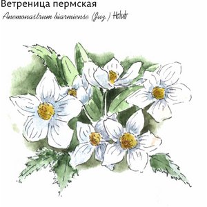 Ветреница отогнутая